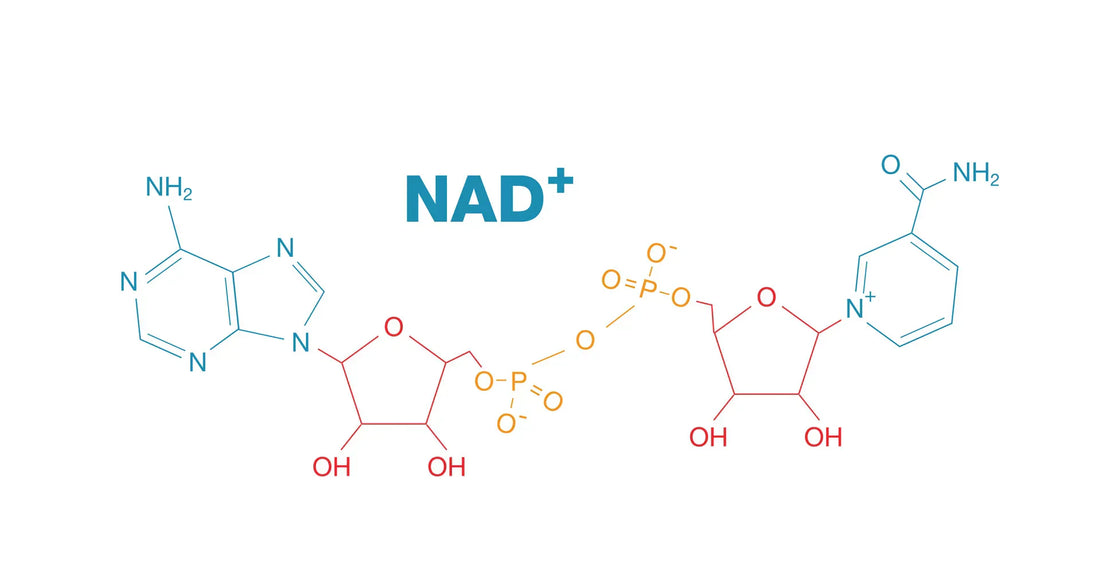 Unveiling the Wonders of NAD+: A Key Player in Health and Longevity